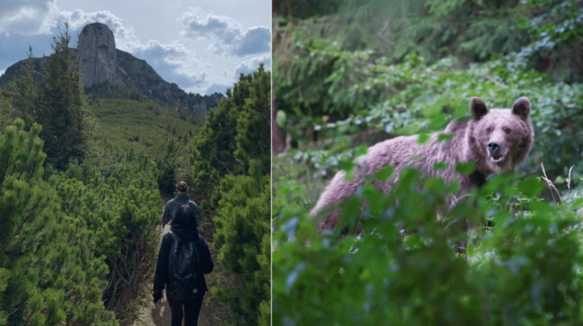 Dacă în continuare urşii rămân pe lângă tomberoane, degeaba creștem cota de intervenție